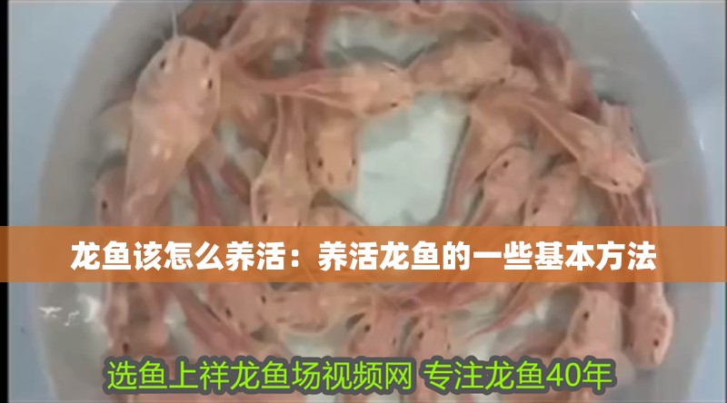 龍魚該怎么養活：養活龍魚的一些基本方法