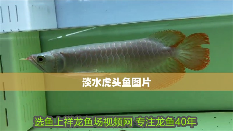 淡水虎頭魚圖片