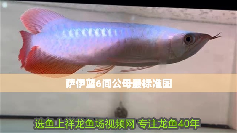 薩伊藍6間公母最標準圖