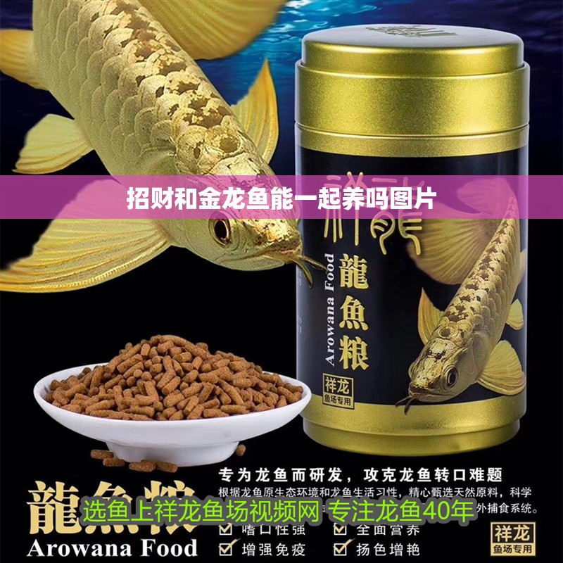 招財和金龍魚能一起養(yǎng)嗎圖片