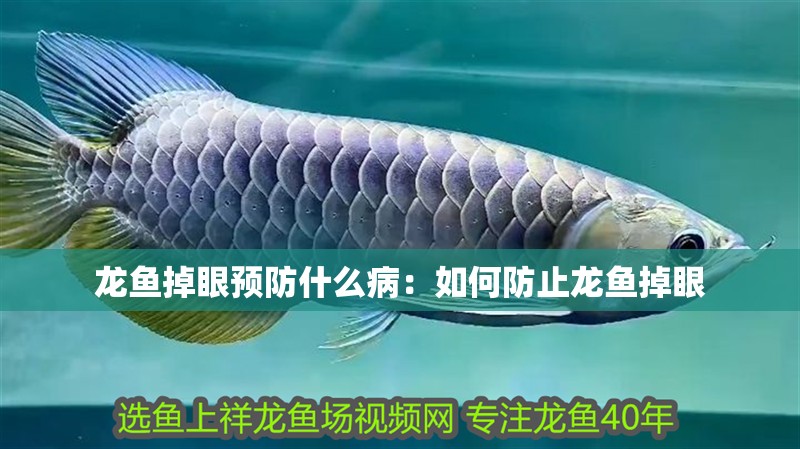 龍魚掉眼預防什么病：如何防止龍魚掉眼