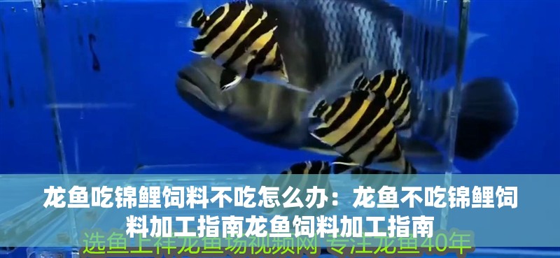 龍魚吃錦鯉飼料不吃怎么辦：龍魚不吃錦鯉飼料加工指南龍魚飼料加工指南
