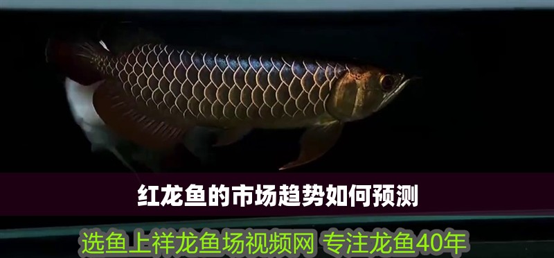 紅龍魚的市場趨勢如何預測