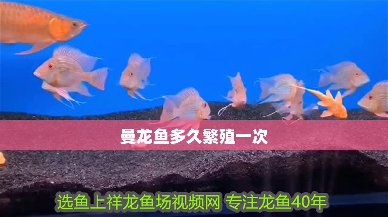 我的虎魚真菌感染了要怎么處理 曼龍魚多久繁殖一次 龍魚論壇 曼龍魚多久繁殖一次 曼龍魚多久繁殖一次 龍魚論壇