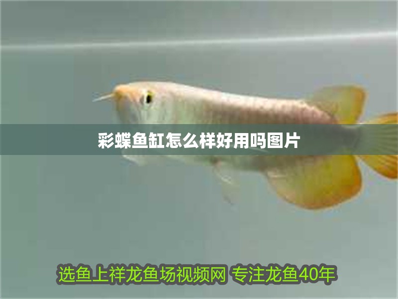 彩蝶魚缸怎么樣好用嗎圖片