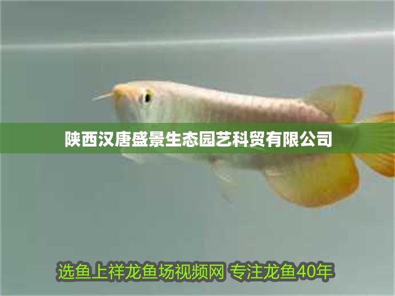 陜西漢唐盛景生態(tài)園藝科貿(mào)有限公司 陜西漢唐盛景生態(tài)園藝科貿(mào)有限公司 全國水族館企業(yè)名錄