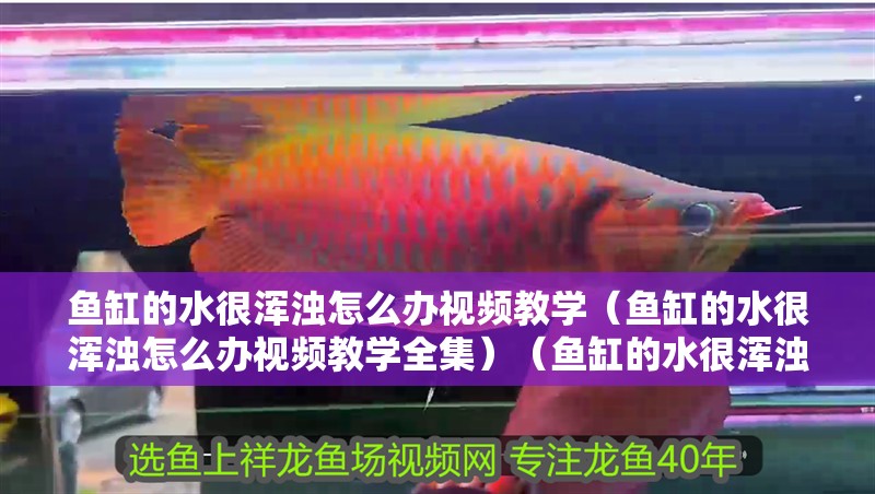 魚缸的水很渾濁怎么辦視頻教學(xué)（魚缸的水很渾濁怎么辦視頻教學(xué)全集）（魚缸的水很渾濁怎么辦視頻教學(xué)魚缸水渾濁怎么處理）