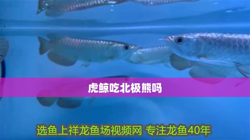 虎鯨吃北極熊嗎 虎鯨吃北極熊嗎 龍魚(yú)論壇