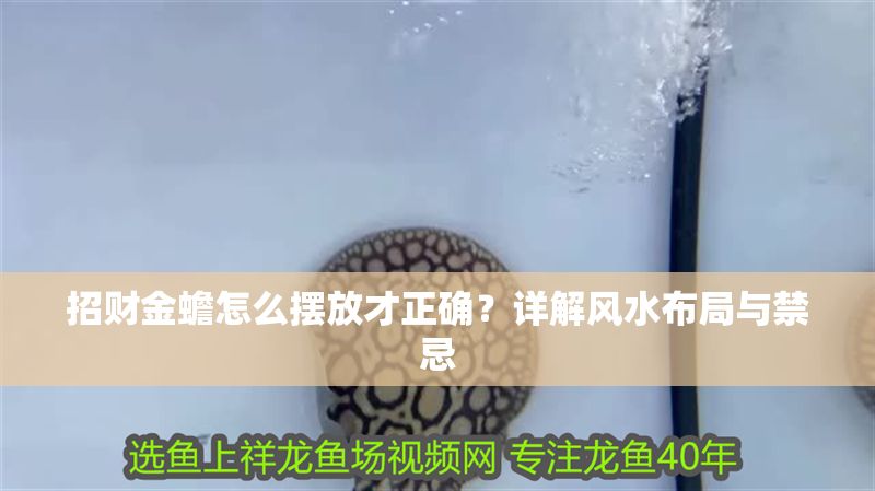 招財金蟾怎么擺放才正確？詳解風(fēng)水布局與禁忌