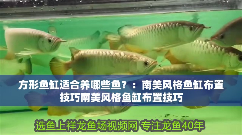 方形魚缸適合養哪些魚？：南美風格魚缸布置技巧南美風格魚缸布置技巧