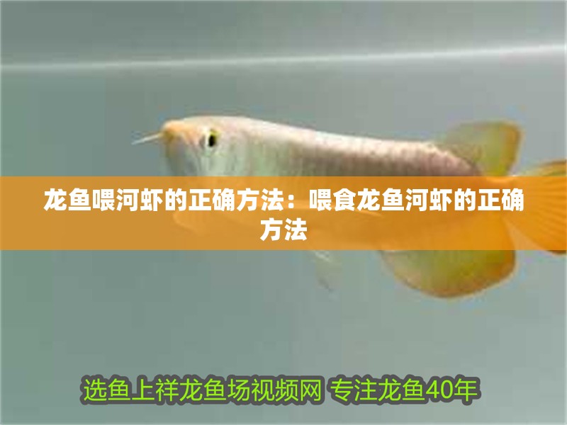 龍魚喂河蝦的正確方法：喂食龍魚河蝦的正確方法