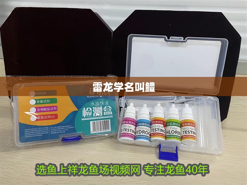 雷龍學(xué)名叫鱧 雷龍學(xué)名叫鱧 龍魚論壇