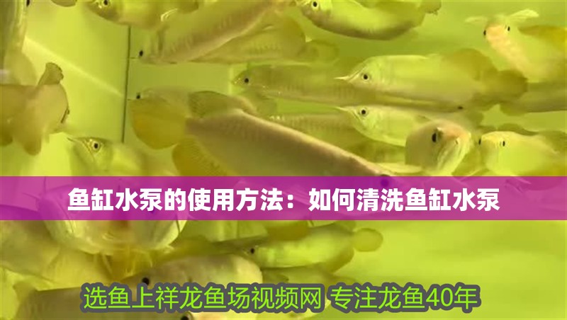 龍魚怕什么 魚缸水泵的使用方法:如何清洗魚缸水泵 魚缸百科 魚缸水泵的使用方法:如何清洗魚缸水泵 魚缸水泵的使用方法:如何清洗魚缸水泵 魚缸百科