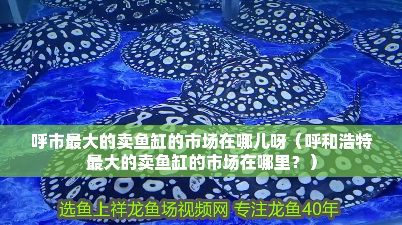 呼市最大的賣魚缸的市場在哪兒呀（呼和浩特最大的賣魚缸的市場在哪里？）