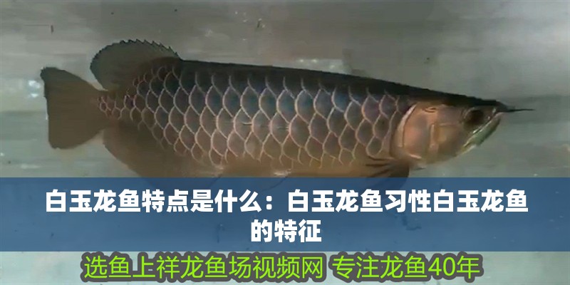 白玉龍魚特點是什么：白玉龍魚習性白玉龍魚的特征