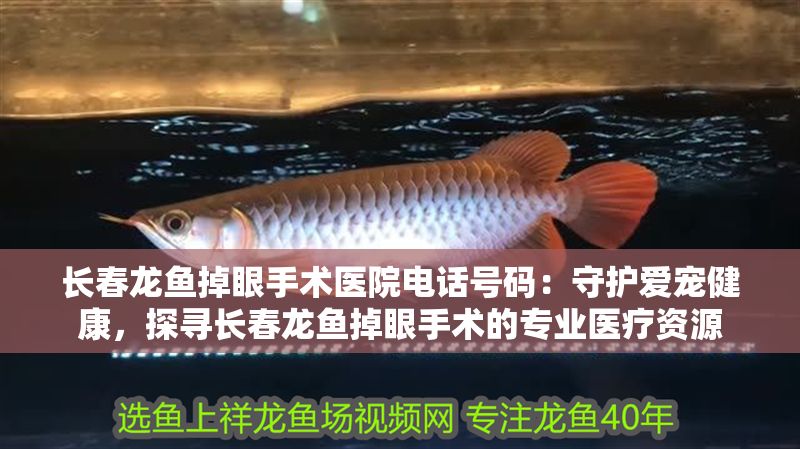 長春龍魚掉眼手術醫院電話號碼：守護愛寵健康，探尋長春龍魚掉眼手術的專業醫療資源 長春龍魚掉眼手術醫院電話號碼：守護愛寵健康，探尋長春龍魚掉眼手術的專業醫療資源 龍魚百科 第1張
