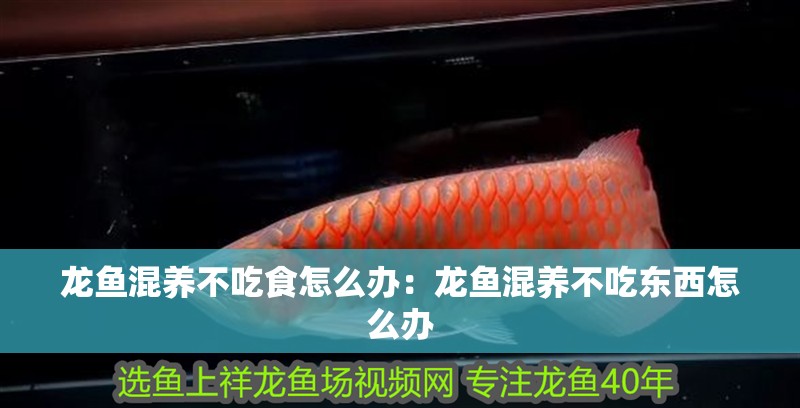 龍魚混養(yǎng)不吃食怎么辦：龍魚混養(yǎng)不吃東西怎么辦