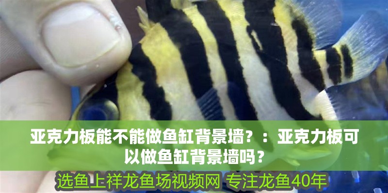 亞克力板能不能做魚缸背景墻？：亞克力板可以做魚缸背景墻嗎？