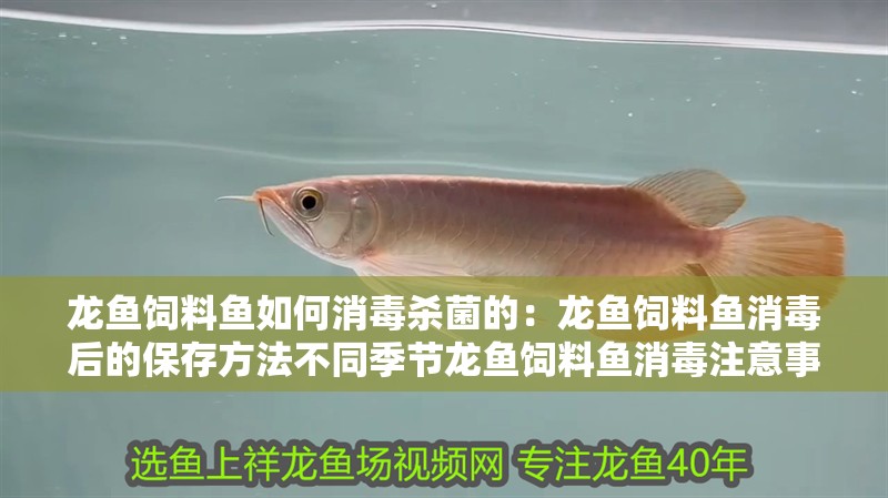 龍魚飼料魚如何消毒殺菌的：龍魚飼料魚消毒后的保存方法不同季節龍魚飼料魚消毒注意事項