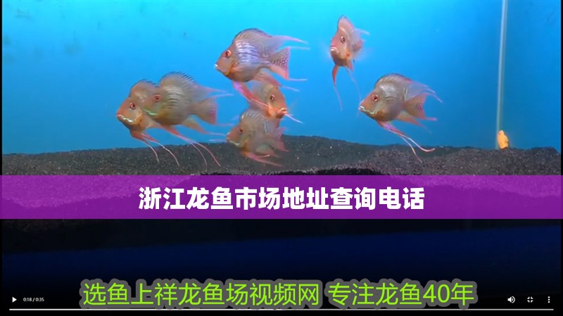 <strong><mark>浙江</mark></strong>龍魚市場地址查詢電話
