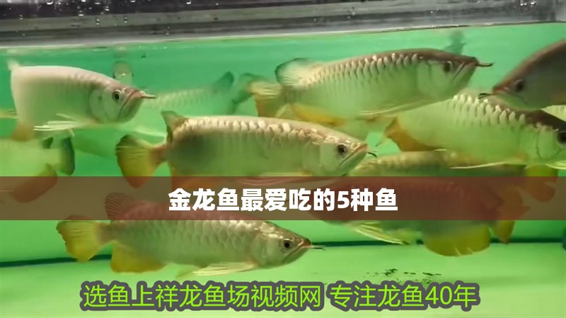 魚缸過濾器選購指南:自制魚缸過濾器魚缸上置過濾器對(duì)于養(yǎng)魚愛好者的必備知識(shí) 金龍魚最愛吃的5種魚 龍魚論壇 金龍魚最愛吃的5種魚 金龍魚最愛吃的5種魚 龍魚論壇