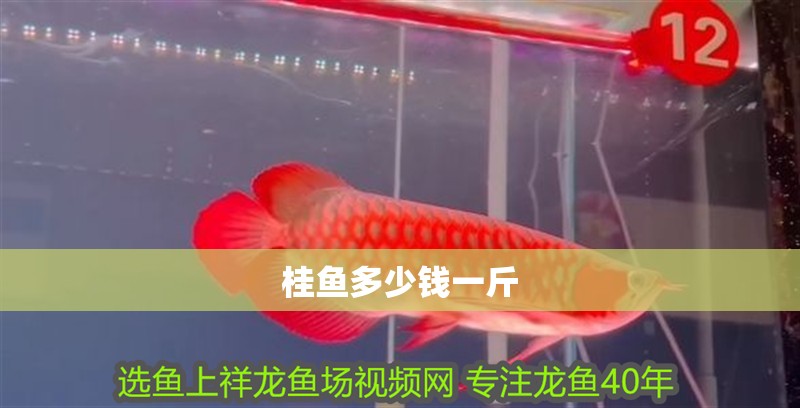 桂魚多少錢一斤