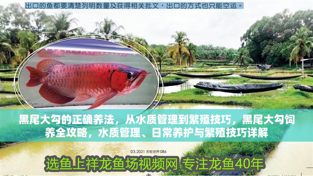 黑尾大勾的正確養(yǎng)法，從水質(zhì)管理到繁殖技巧，黑尾大勾飼養(yǎng)全攻略，水質(zhì)管理、日常養(yǎng)護(hù)與繁殖技巧詳解