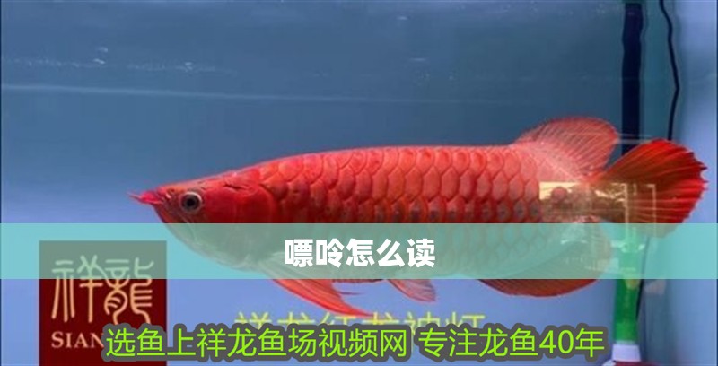 嘌呤怎么讀