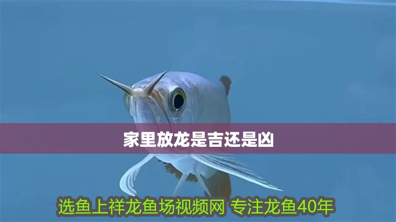 家里放龍是吉還是兇