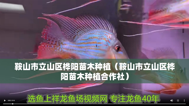 鞍山市立山區樺陽苗木種植（鞍山市立山區樺陽苗木種植合作社）