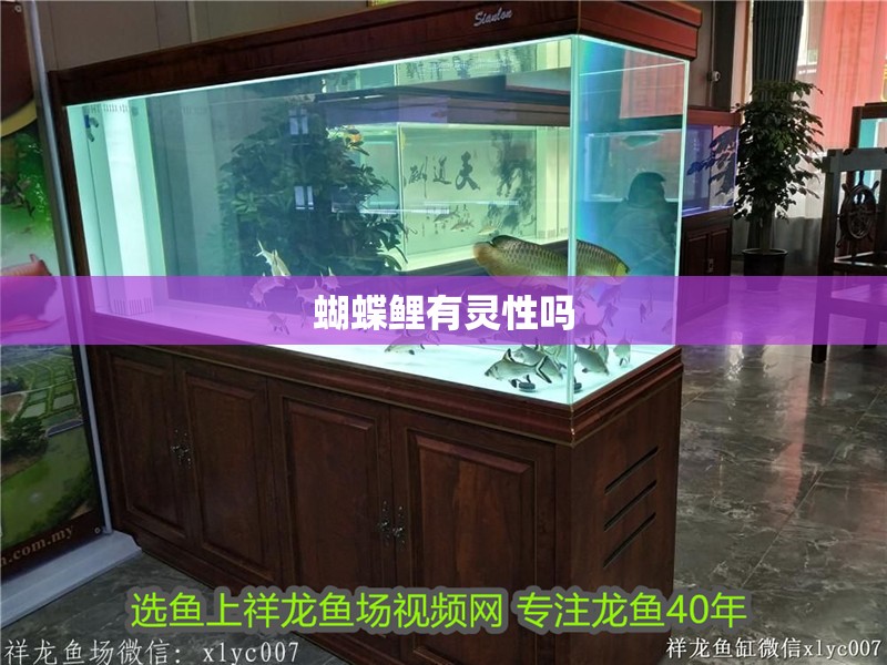 蝴蝶鯉有靈性嗎