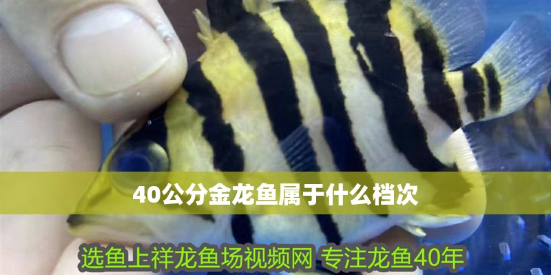 40公分金龍魚屬于什么檔次 40公分金龍魚屬于什么檔次 龍魚論壇