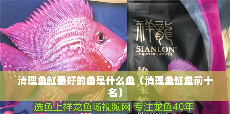 清理魚缸最好的魚是什么魚（清理魚缸魚前十名）