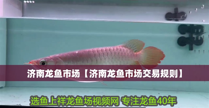 濟南龍魚市場【濟南龍魚市場交易規則】