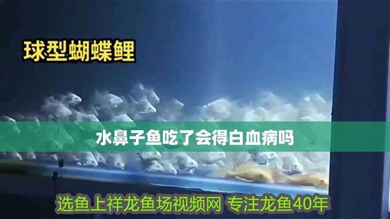 水鼻子魚吃了會得白血病嗎