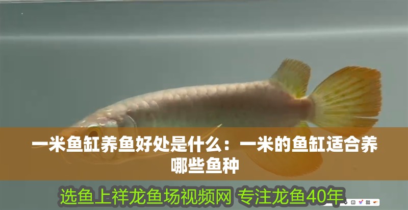 一米魚缸養魚好處是什么：一米的魚缸適合養哪些魚種