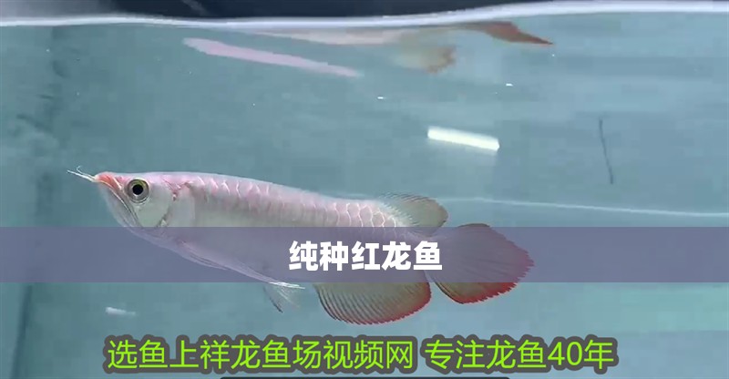 純種紅龍魚