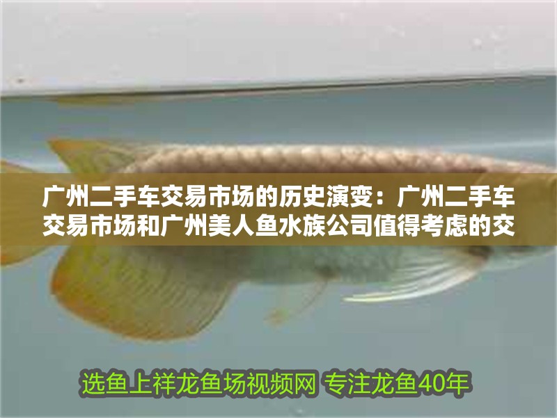 廣州二手車交易市場的歷史演變：廣州二手車交易市場和廣州美人魚水族公司值得考慮的交易渠道