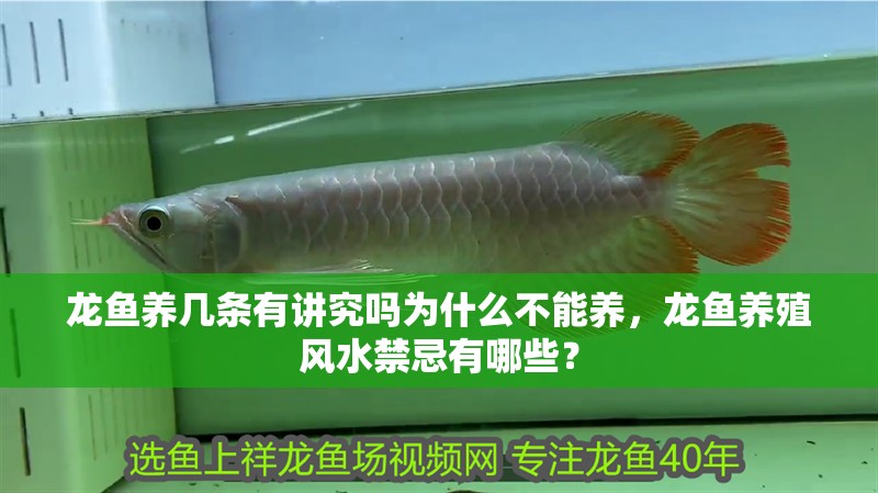 我的虎魚真菌感染了要怎么處理 龍魚養(yǎng)幾條有講究嗎為什么不能養(yǎng),龍魚養(yǎng)殖風(fēng)水禁忌有哪些? 龍魚百科 龍魚養(yǎng)幾條有講究嗎為什么不能養(yǎng),龍魚養(yǎng)殖風(fēng)水禁忌有哪些? 龍魚養(yǎng)幾條有講究嗎為什么不能養(yǎng),龍魚養(yǎng)殖風(fēng)水禁忌有哪些? 龍魚百科