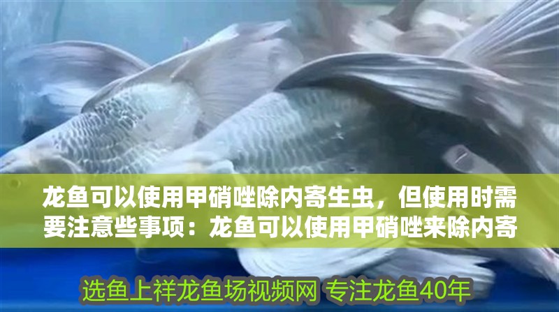 龍魚可以使用甲硝唑除內(nèi)寄生蟲，但使用時(shí)需要注意些事項(xiàng)：龍魚可以使用甲硝唑來(lái)除內(nèi)寄生蟲嗎？