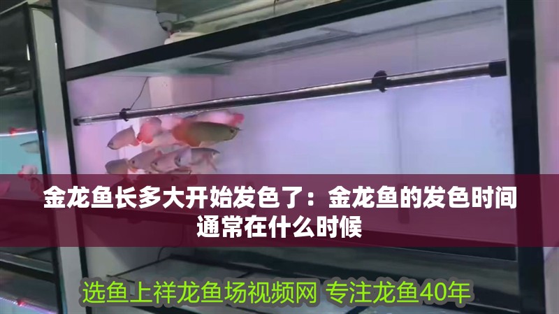 金龍魚長多大開始發色了：金龍魚的發色時間通常在什么時候