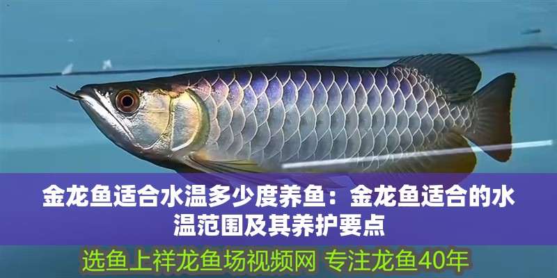 金龍魚適合水溫多少度養魚：金龍魚適合的水溫范圍及其養護要點