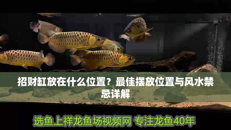 招財缸放在什么位置？最佳擺放位置與風水禁忌詳解