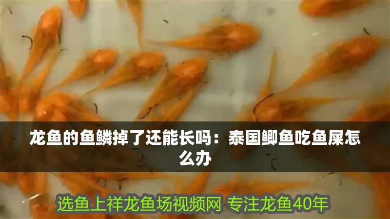 龍魚的魚鱗掉了還能長嗎：泰國鯽魚吃魚屎怎么辦