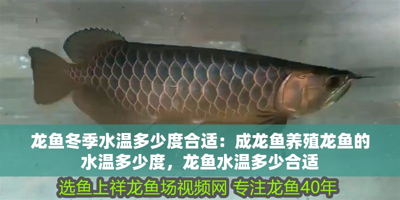 龍魚冬季水溫多少度合適：成龍魚養殖龍魚的水溫多少度，龍魚水溫多少合適