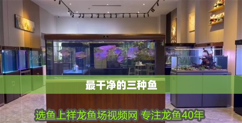 最干凈的三種魚