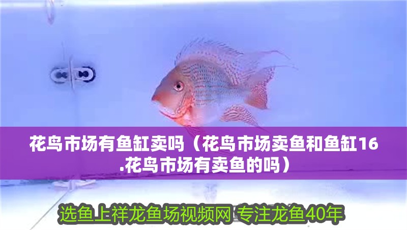 花鳥市場(chǎng)有魚缸賣嗎（花鳥市場(chǎng)賣魚和魚缸16.花鳥市場(chǎng)有賣魚的嗎）