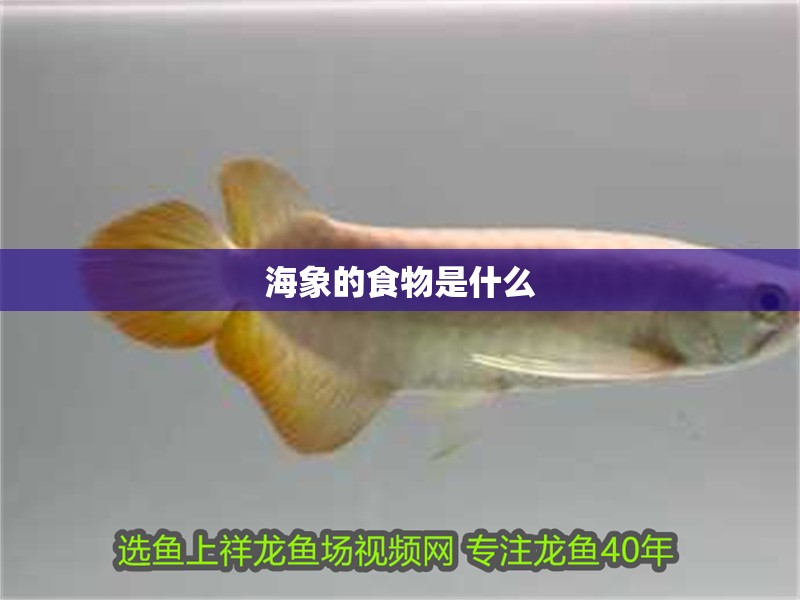 海象的食物是什么