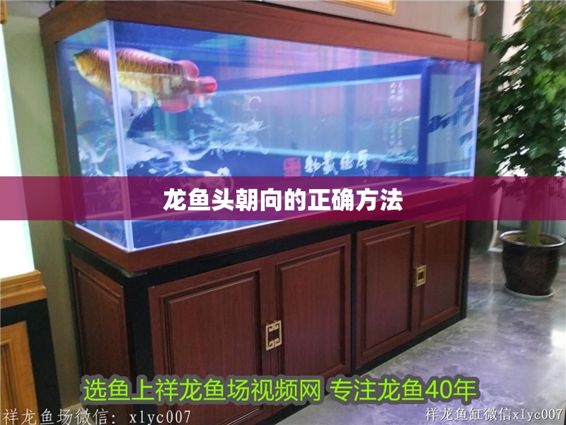 龍魚頭朝向的正確方法