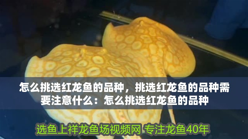 怎么挑選紅龍魚的品種，挑選紅龍魚的品種需要注意什么：怎么挑選紅龍魚的品種 怎么挑選紅龍魚的品種，挑選紅龍魚的品種需要注意什么：怎么挑選紅龍魚的品種 龍魚百科